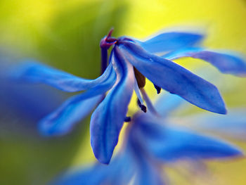 Close-up of purple flowering plant