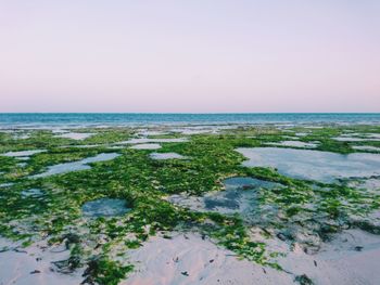 Scenic view of sea against clear sky