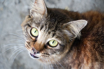 Close up of stray cat