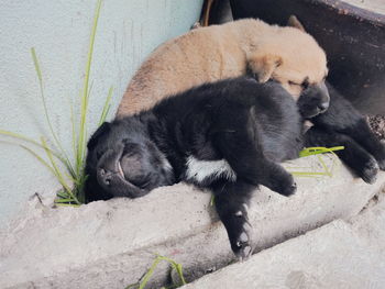 High angle view of dogs sleeping