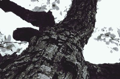 Low angle view of tree trunk against clear sky