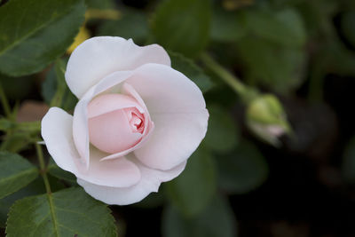 Close-up of white rose