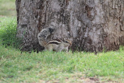 Close-up of sheep on tree trunk