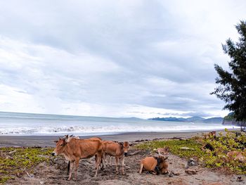 View of a cow in the sea