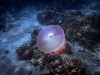 Close-up of jellyfish swimming in sea