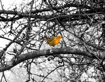 Low angle view of bird perching on branch