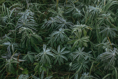 Full frame shot of plants growing on field