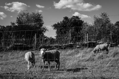 Horse grazing on grassy field