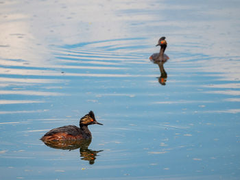 High angle view of ducks swimming in lake