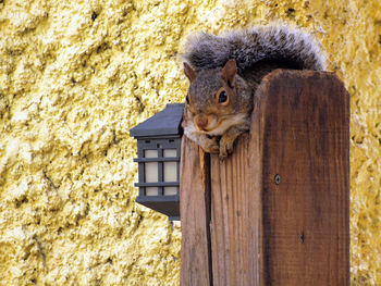 Cute squirrel relaxing in the heat or waiting for peanuts.