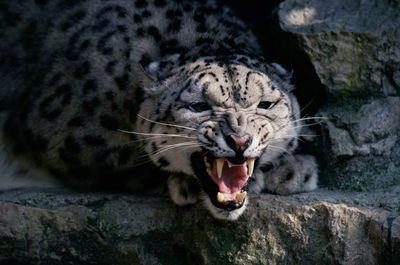 Close-up of a cat