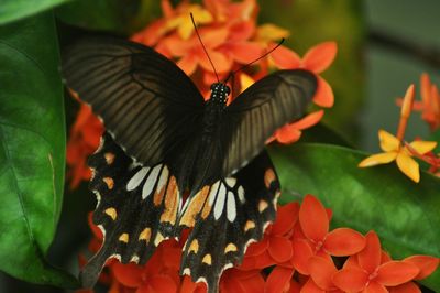 Close-up of butterfly pollinating on flower