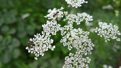 Close-up of white flowering plant