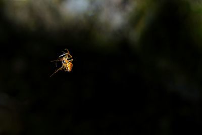Close-up of insect