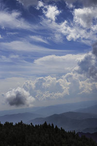 Scenic view of tree against sky