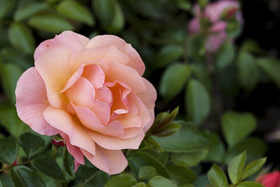 Close-up of pink rose