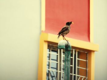 Bird perching on a wall