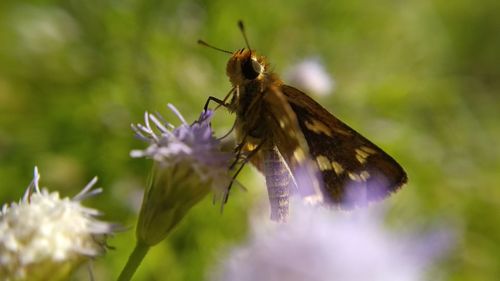 Close-up of butterfly pollinating on flower