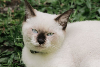 Close-up portrait of a mix breed cat with seal point color