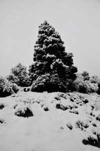 Trees on snow covered landscape against clear sky