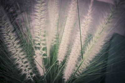 Close-up of fresh grass