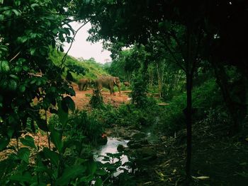 Scenic view of trees in forest