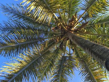 Low angle view of palm trees against sky