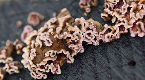 Close-up of mushrooms