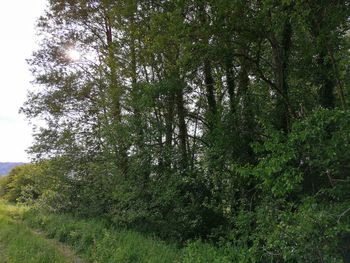 View of trees in the forest
