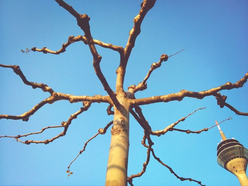 low angle view, clear sky, branch, tree, blue, bare tree, nature, sky, day, outdoors, no people, growth, tree trunk, part of, bird, high section, sunlight, close-up, beauty in nature, built structure