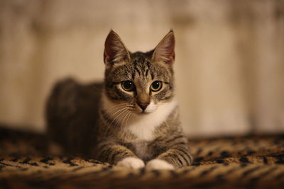 Portrait of cat sitting on floor