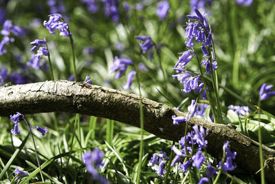 Close-up of purple lavender flowers on field