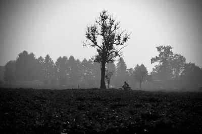 Trees on field against sky