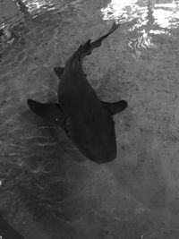 High angle view of fish swimming in sea