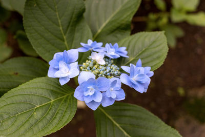 Close-up of purple hydrangea flowers