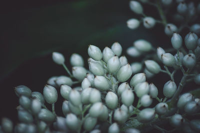 Close-up of plant