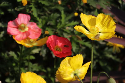 Close-up of yellow flowering plant in park