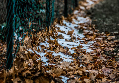 Close-up of dry leaves on snow covered land