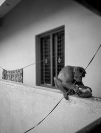 Monkey sitting on wall by window