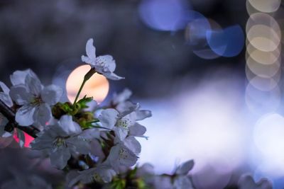 Close-up of cherry blossom blooming outdoors