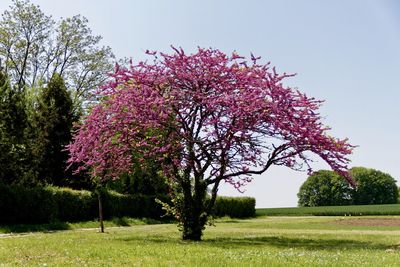 View of flowering trees on field against clear sky