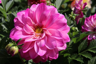 Close-up of pink flowering plant