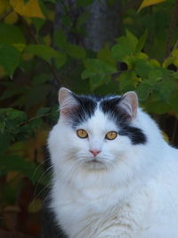 Close-up portrait of white cat