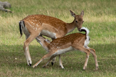 Side view of deer on field