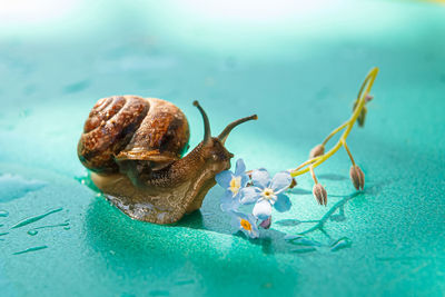 Close-up of snail on plant