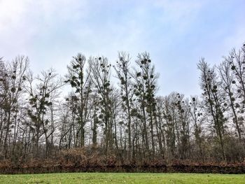 Trees against sky