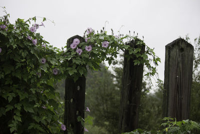 Plants growing on a tree