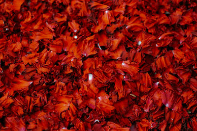 Full frame shot of autumn leaves