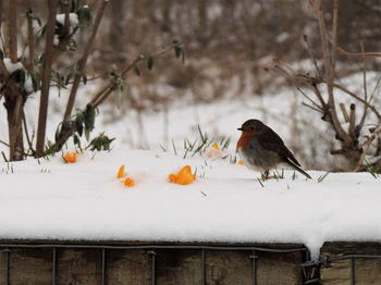 Close-up of birds perching on snow