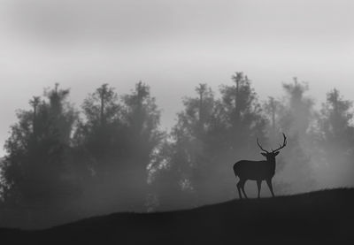 Trees on field in foggy weather